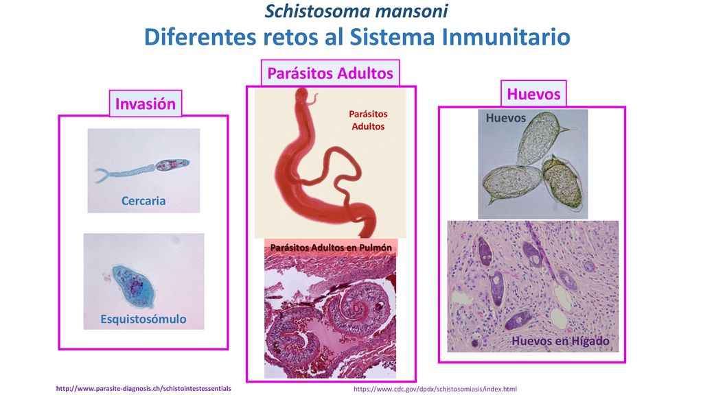 parasitos en los adultos